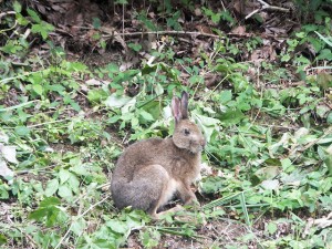 野ウサギ発見！