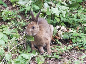 野ウサギ食事中