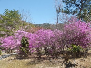 満開の山つつじ