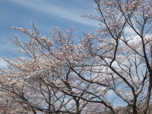 サクラ４月２日現在