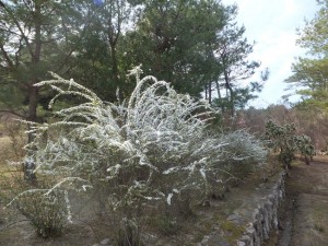 ユキヤナギ見ごろ