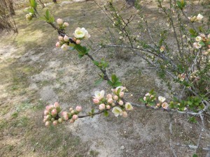 ボケの花咲き始め