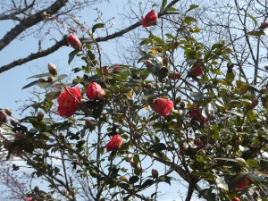 ツバキ2015.3.31