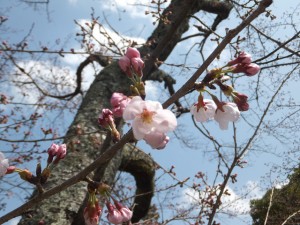 サクラ2015.3.31