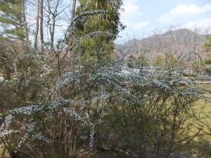 ユキヤナギ2015.3.31