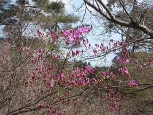 ヤマツツジ2015.3.31