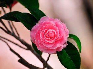 ホテル敷地内の庭に咲く花（2015年春）