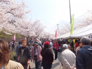 さくら通り（昨年2015年のいながわ桜まつり）