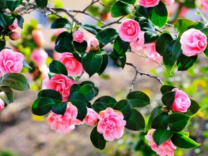 ホテル敷地内の庭に咲く花（2015年春）